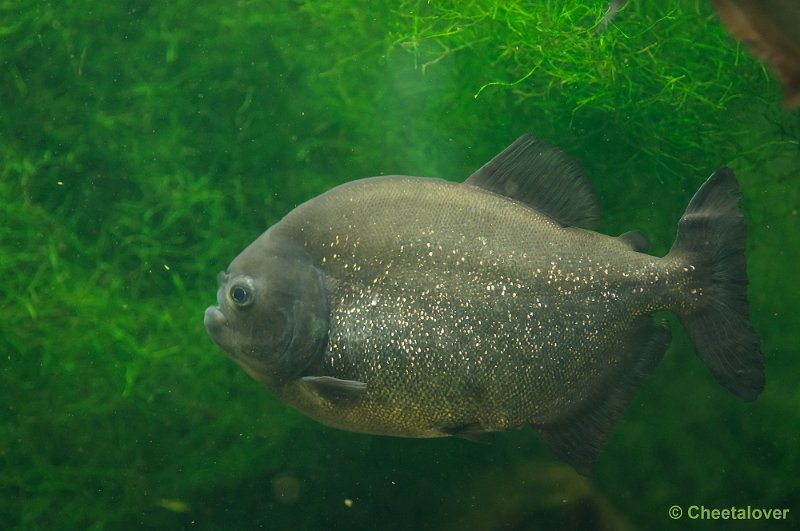 _DSC2582.JPG - Piranha