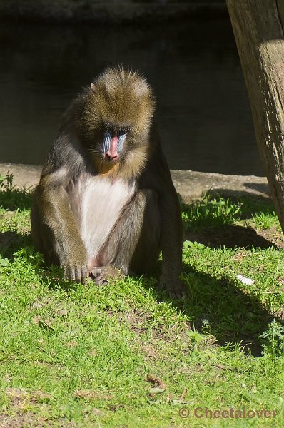 _DSC2643.JPG - Mandril