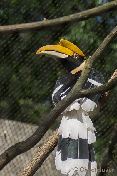 _DSC2645.JPG - Dubbelhoornige Neushoornvogel