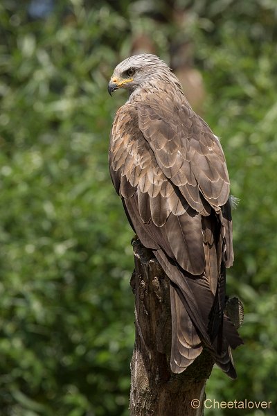 _DSC3472.JPG - Zwarte Wouw
