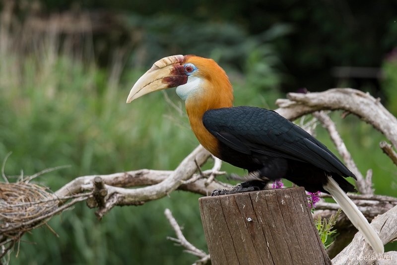 _DSC4271.JPG - Papoa Jaarvogel