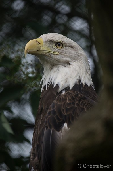 _DSC4279.JPG - Amerikaanse Zeearend