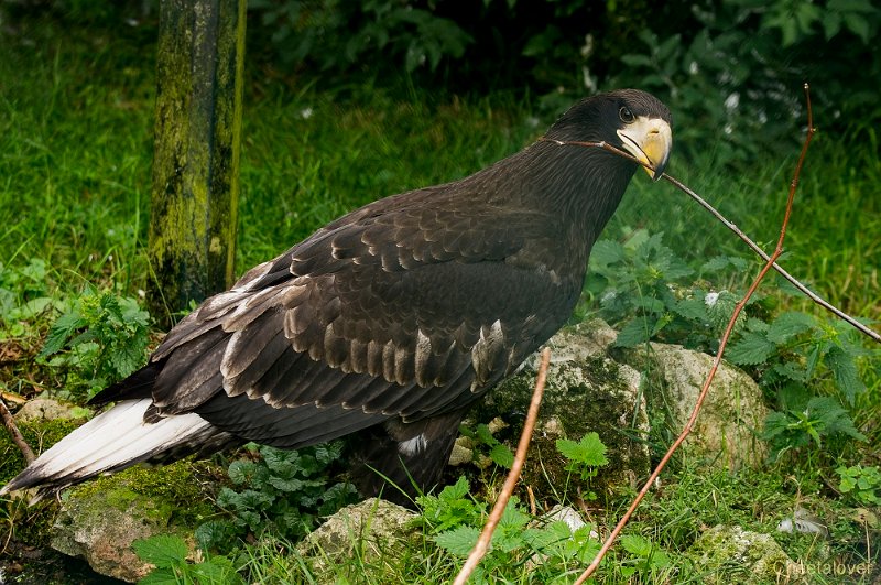 _DSC4294.JPG - Stellers Zeearend