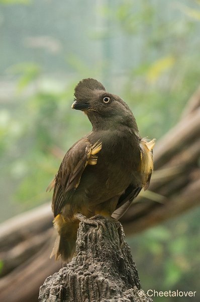 _DSC4344.JPG - Avi Fauna