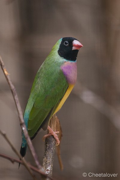 _DSC4367.JPG - Rijstvogel