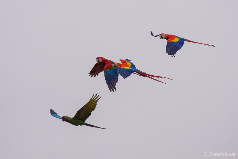 _DSC4386.JPG - Ara's in Vogelvlucht