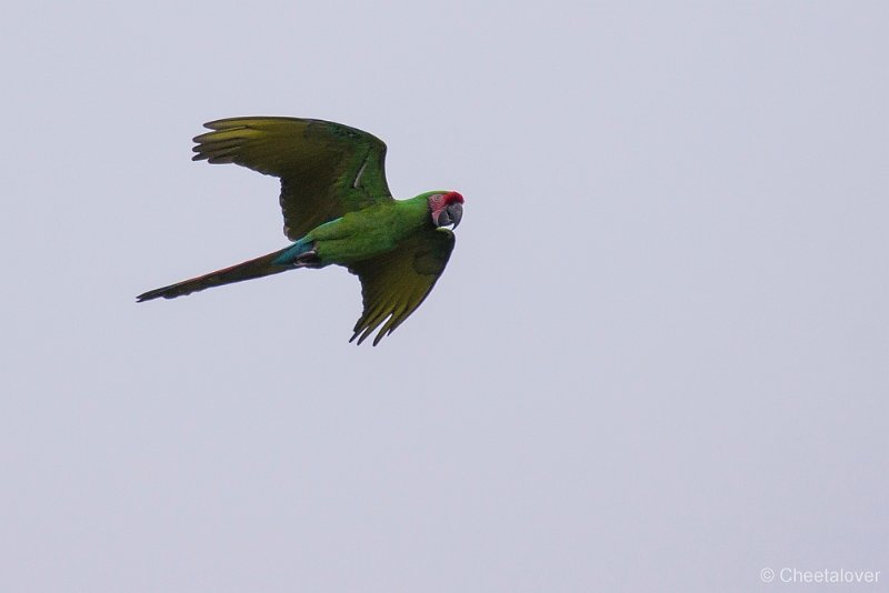 _DSC4411.JPG - Ara's in Vogelvlucht