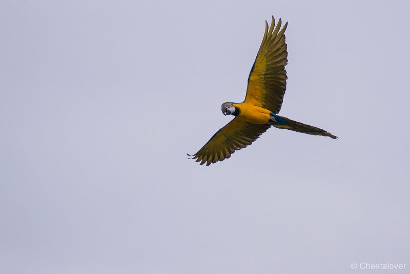 _DSC4437.JPG - Ara's in Vogelvlucht