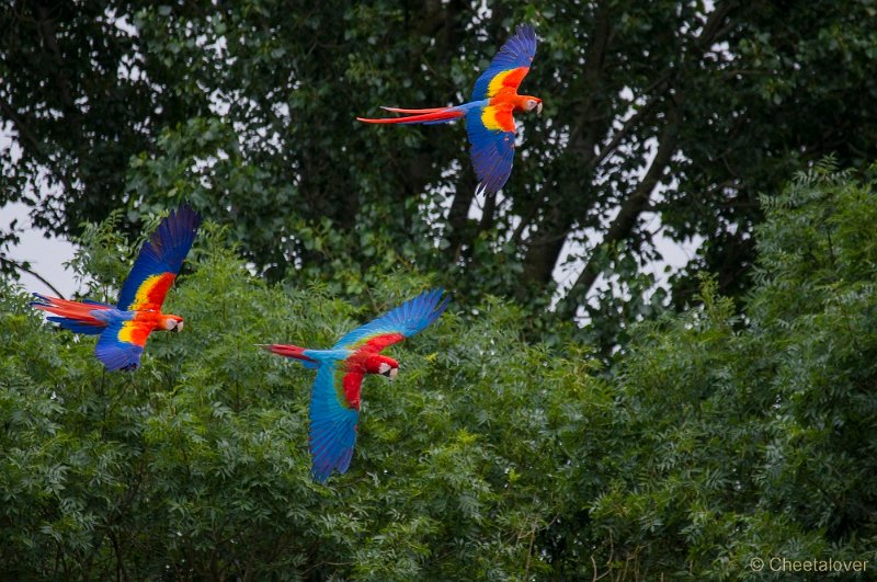 _DSC4451.JPG - Ara's in Vogelvlucht