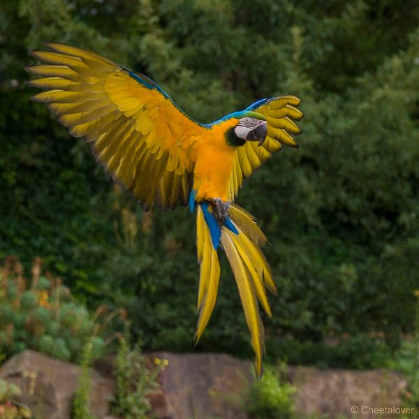 _DSC4496.JPG - Ara's in Vogelvlucht