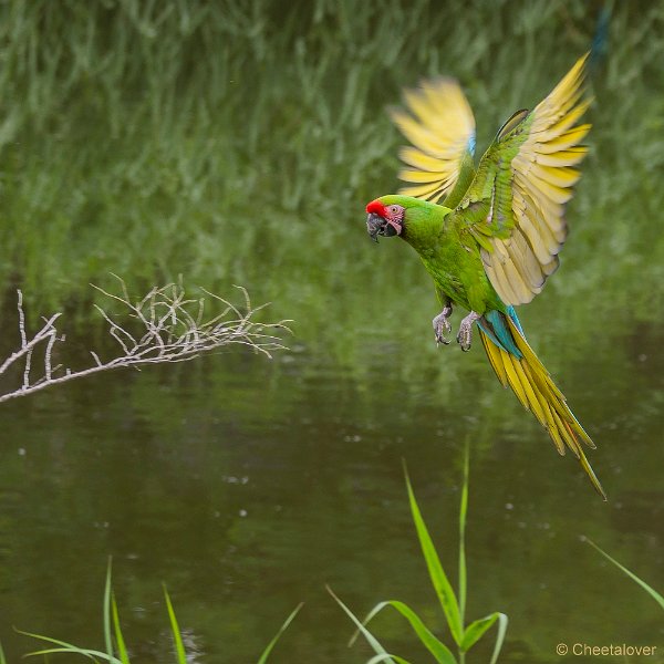 _DSC4513.JPG - Ara's in Vogelvlucht