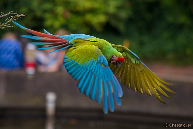 _DSC4525.JPG - Ara's in Vogelvlucht