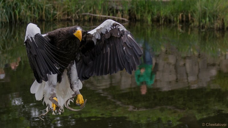 _DSC4564.JPG - Stellers Zeearend