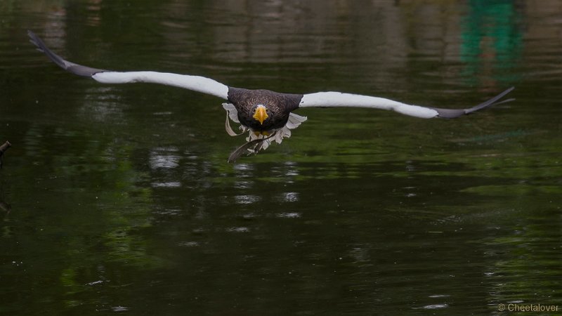 _DSC4568.JPG - Stellers Zeearend