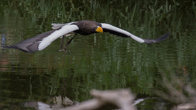 _DSC4576.JPG - Stellers Zeearend