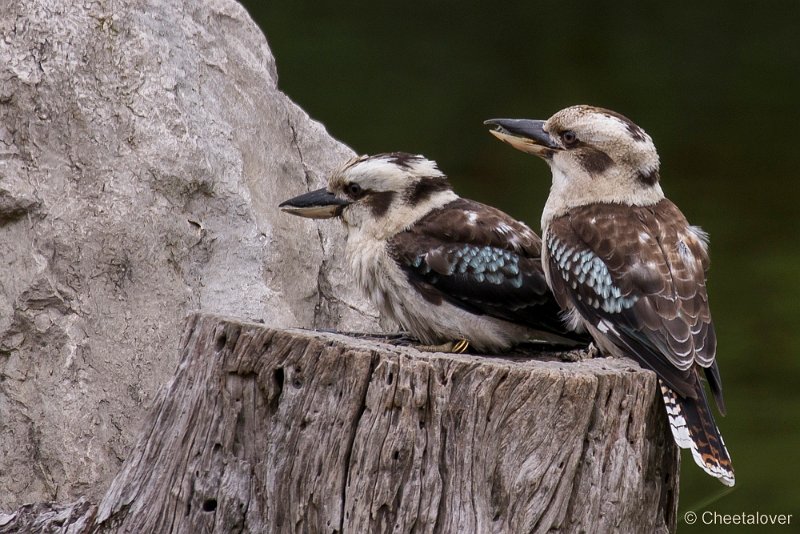 _DSC4582.JPG - Kookaburra