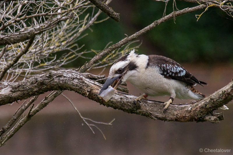 _DSC4587.JPG - Kookaburra