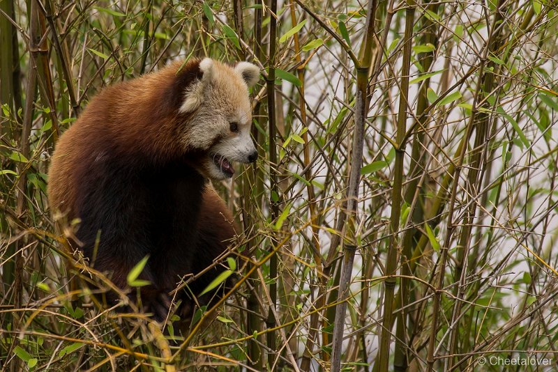 _DSC4726.JPG - Rode Panda