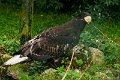 _DSC4294