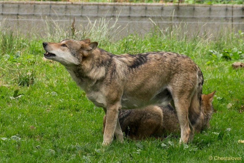 _DSC5550.JPG - Wolf