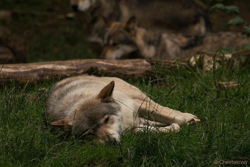 _DSC5558.JPG - Wolf