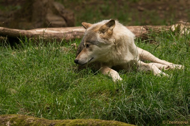 _DSC5564.JPG - Wolf
