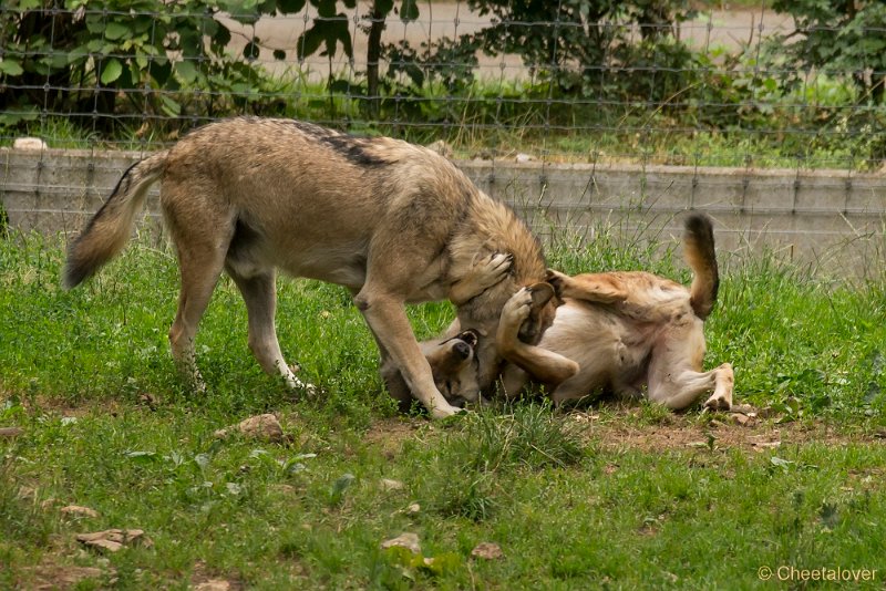 _DSC5578.JPG - Wolf