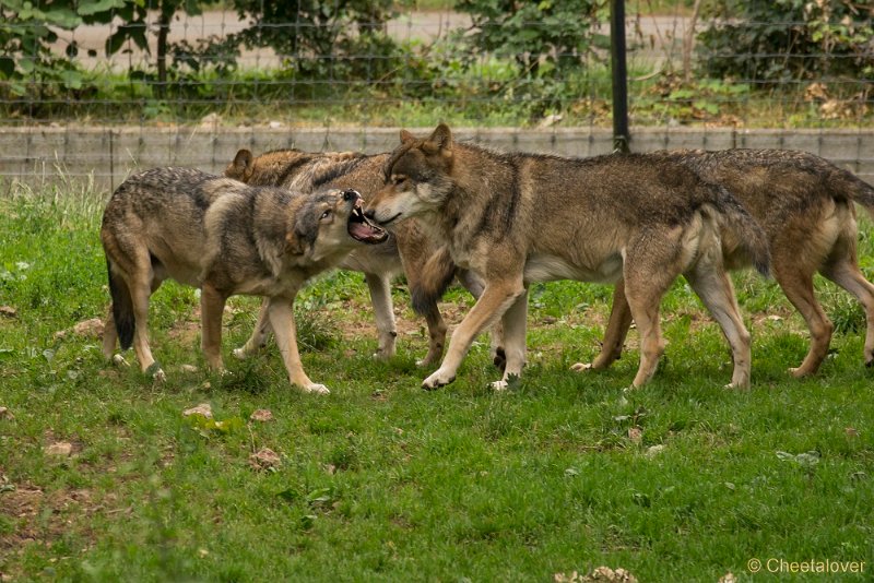 _DSC5592.JPG - Wolf