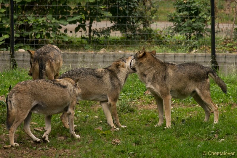 _DSC5594.JPG - Wolf