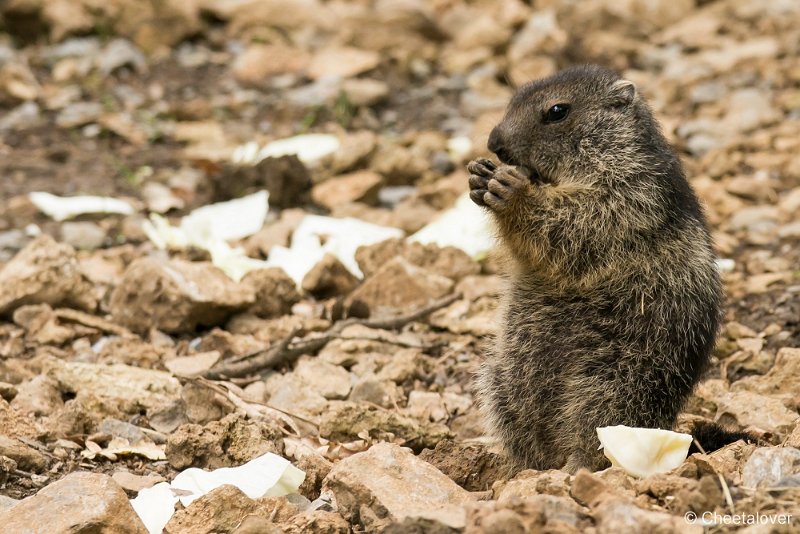 _DSC5617.JPG - Marmot