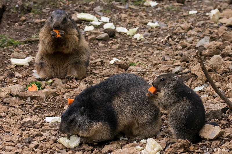 _DSC5629.JPG - Marmot