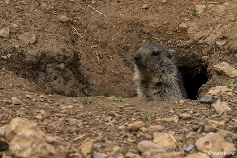 _DSC5635.JPG - Marmot