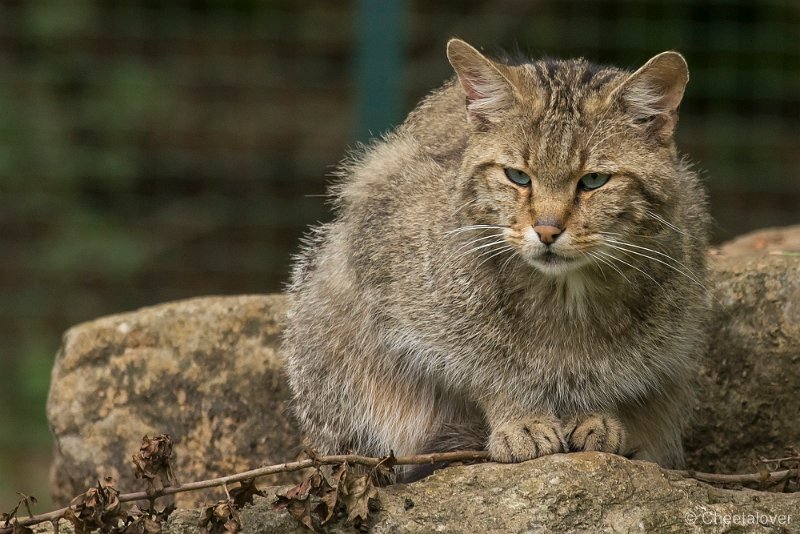 _DSC5642.JPG - Europese Wilde Kat
