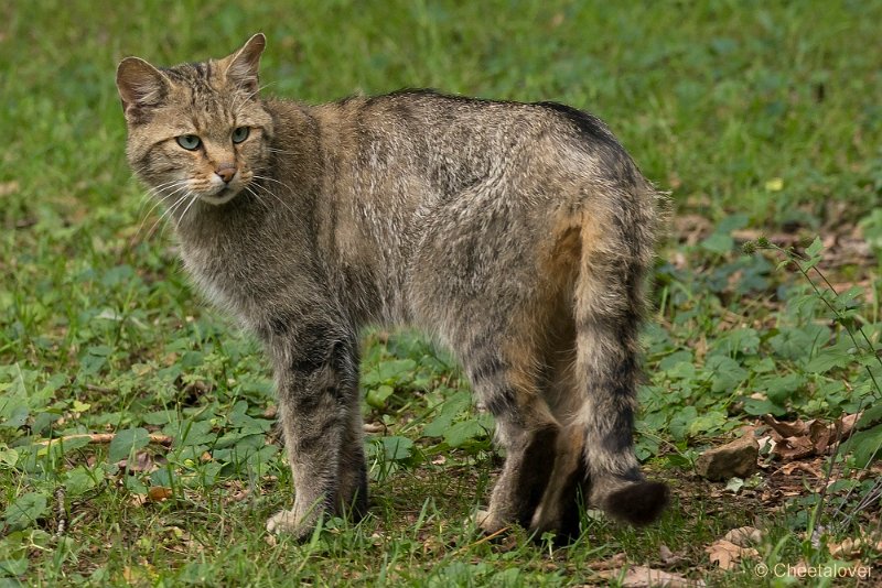 _DSC5656.JPG - Europese Wilde Kat