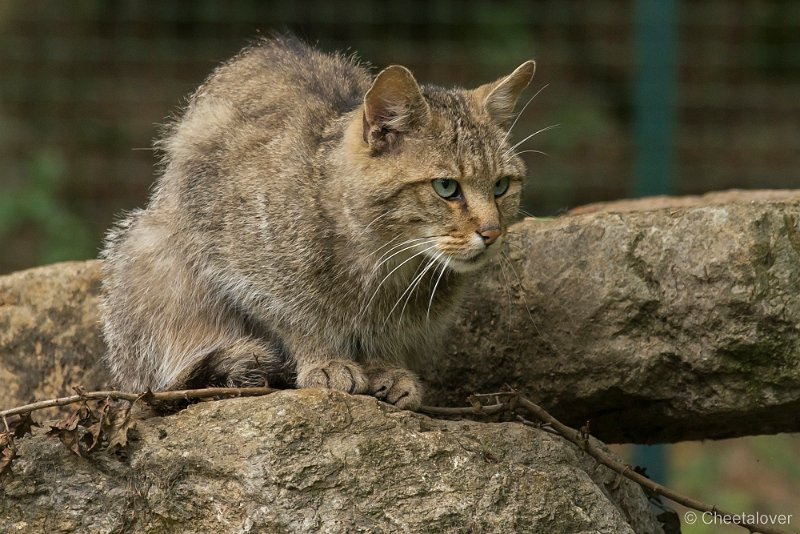 _DSC5661.JPG - Europese Wilde Kat