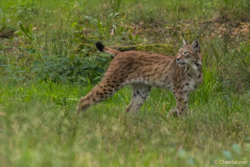 _DSC5669.JPG - Linx