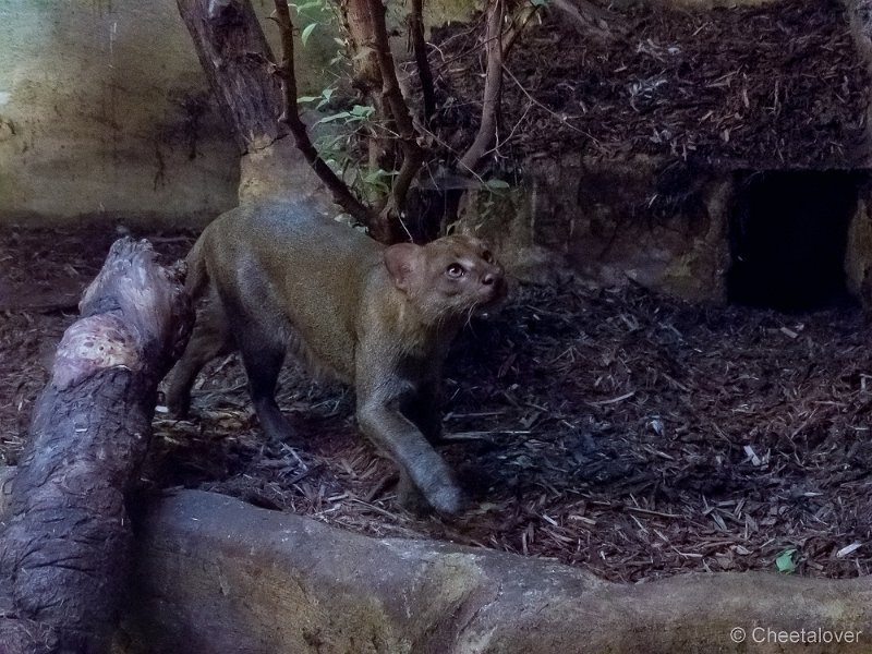 P1210010.JPG - Jaguarundi