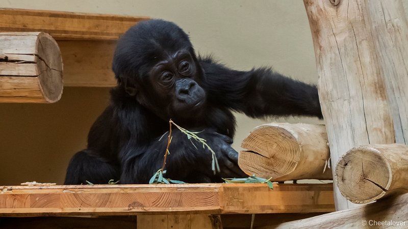 P1210056.JPG - Laaglandgorilla
