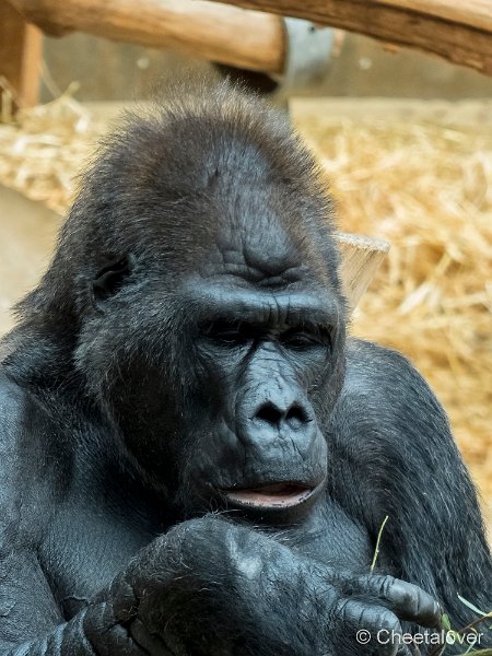 P1210136.JPG - Laaglandgorilla