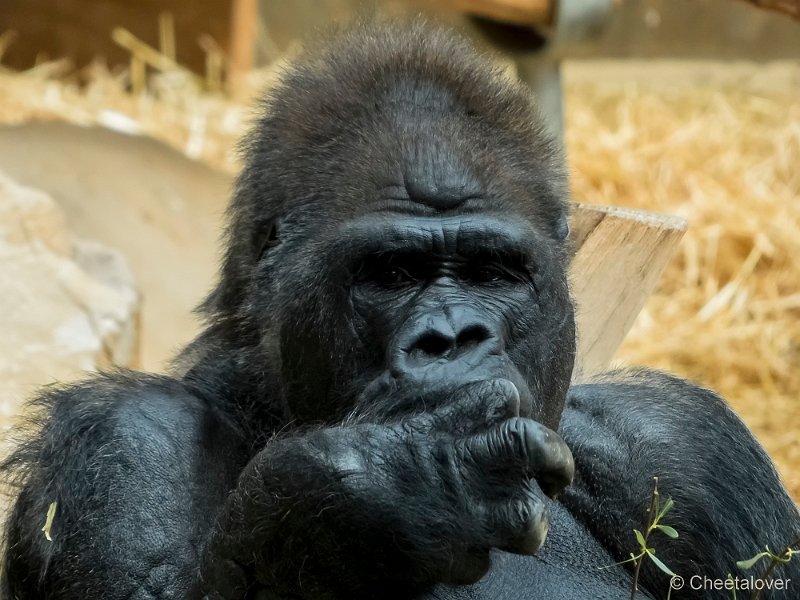 P1210143.JPG - Laaglandgorilla