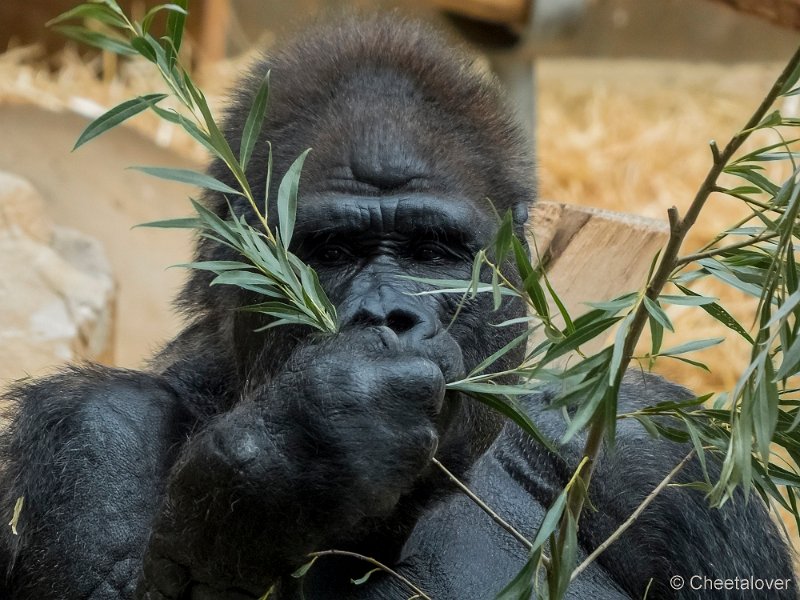 P1210155.JPG - Laaglandgorilla