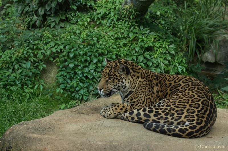 _DSC5986.JPG - Jaguar