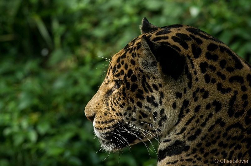 _DSC6005.JPG - Jaguar
