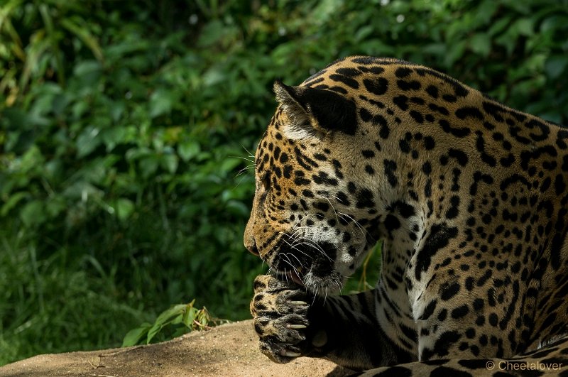 _DSC6028.JPG - Jaguar