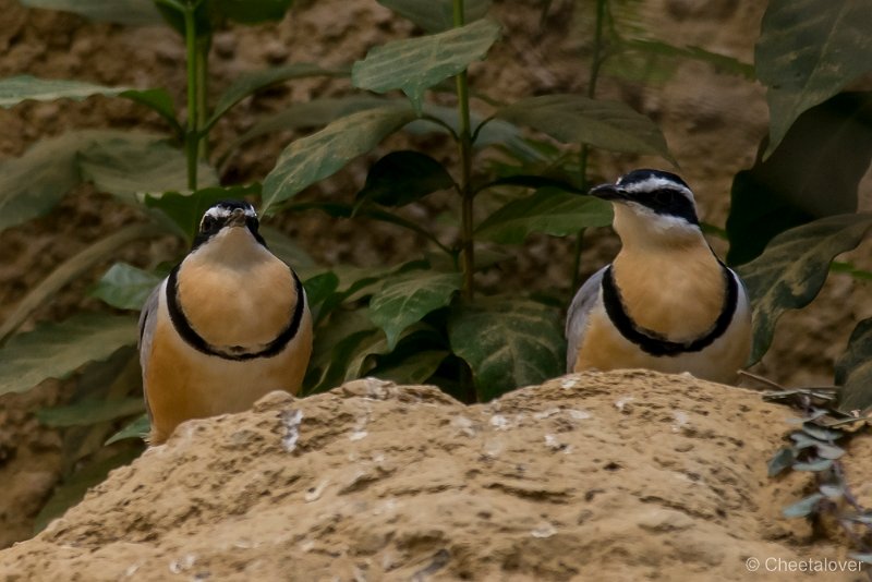 _DSC6060.JPG - Zoo Krefeld