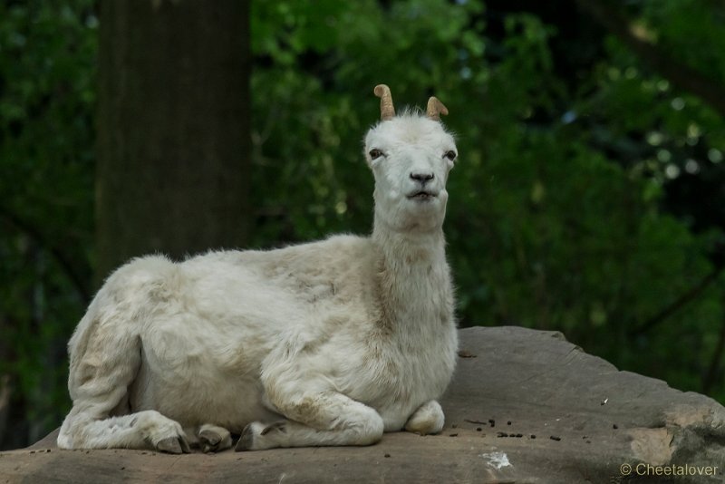 _DSC6075.JPG - Zoo Krefeld