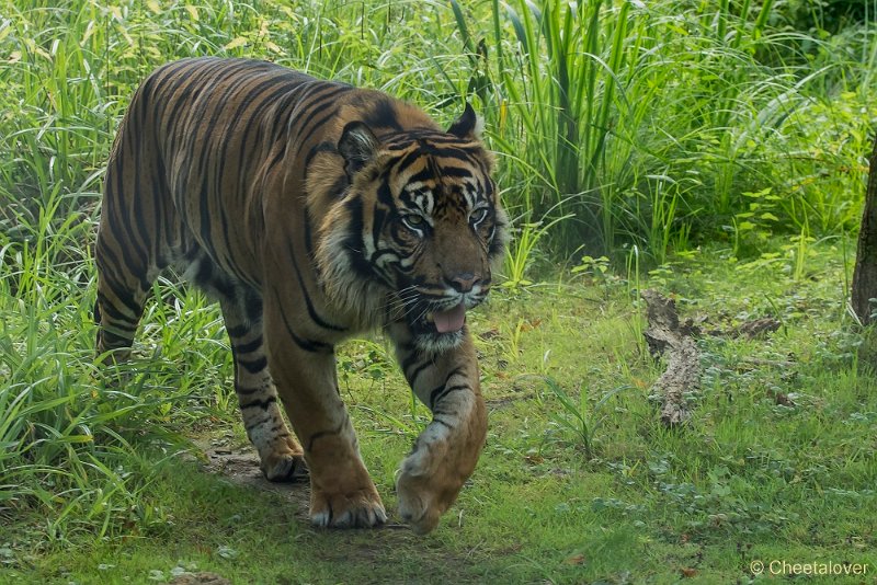 _DSC6144.JPG - Sumatraanse Tijger