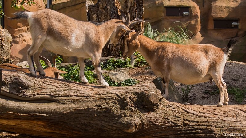 _DSC6310.JPG - Zoo Krefeld