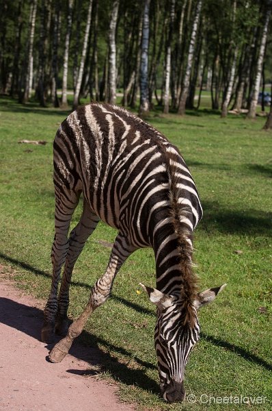 _DSC6373.JPG - Grant Zebra