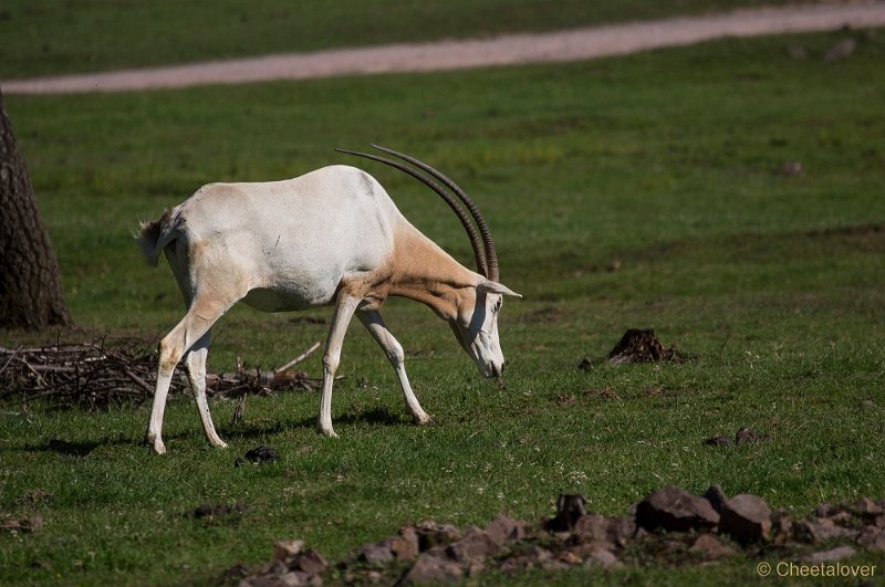 _DSC6375.JPG - Algazelle